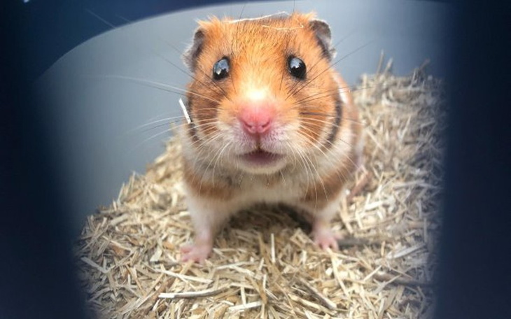 Zbiórka Faktury "Przytuliska pod ogonem" - zdjęcie główne