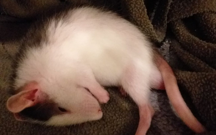 Zbiórka Tymianek i spółka - zdjęcie główne