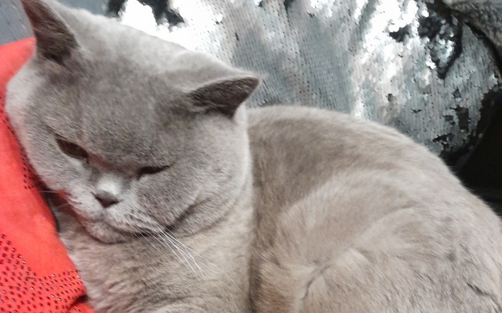 Zbiórka Ratunek dla Frania - zdjęcie główne