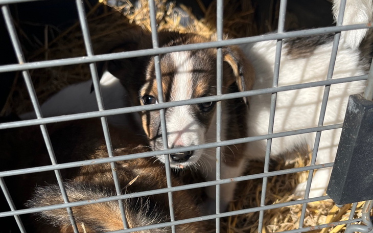 Szczeniak patrzy przez kraty klatki, otoczony innymi szczeniakami.