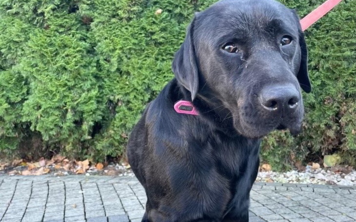 Zbiórka Ocalić labradora - zdjęcie główne