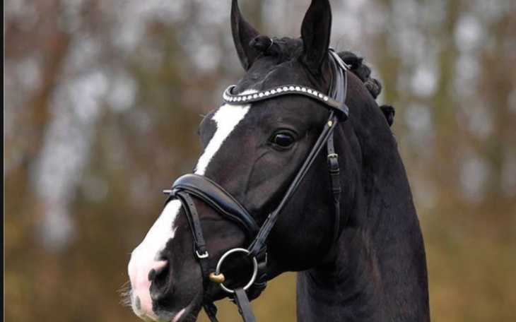 Zbiórka Koń i jego utrzymanie 3 - zdjęcie główne