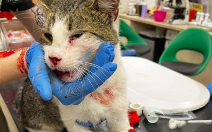 Zbiórka Potrącony umierał na ulicy - zdjęcie główne