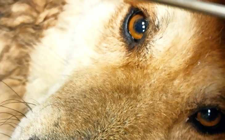 Zbiórka Psiaki czekają na Twoją POMOC - zdjęcie główne