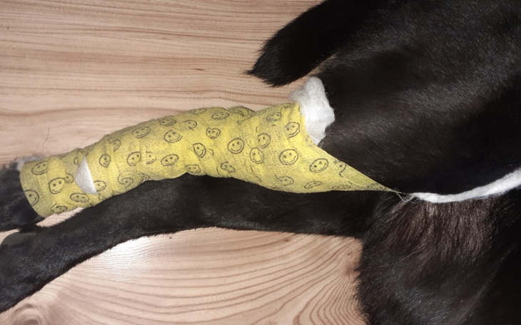 Zbiórka Operacja wiezadła krzyzowego - zdjęcie główne