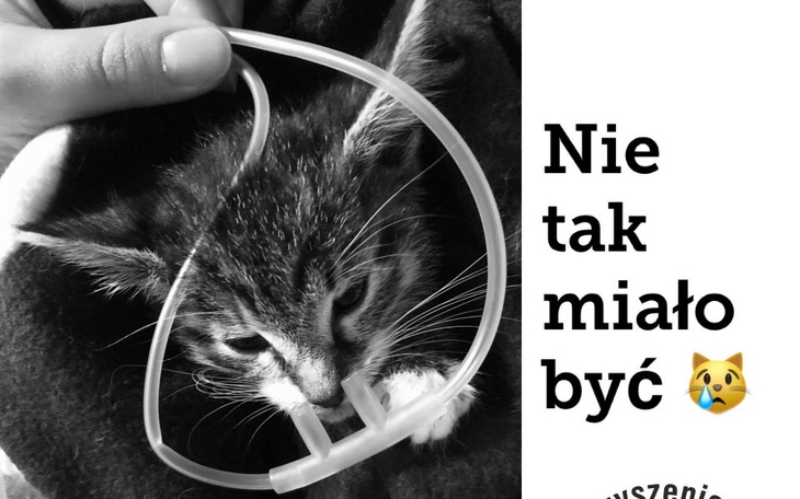 Zbiórka Krzyk rozpaczy bezdomnych kotów - zdjęcie główne