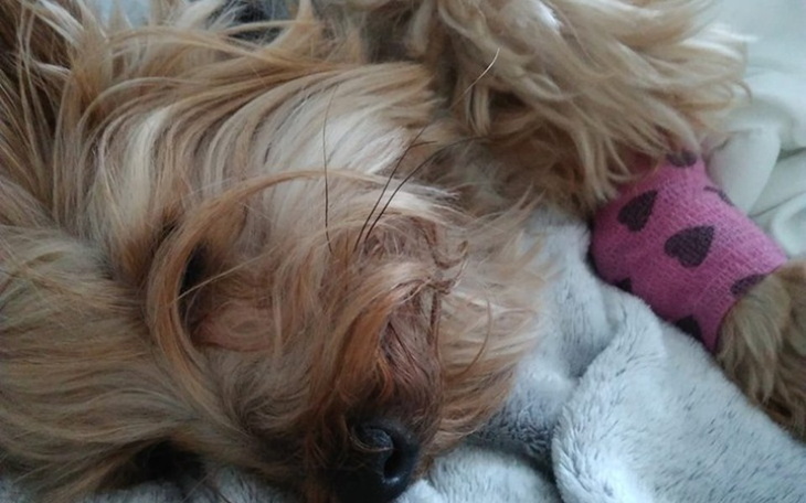 Zbiórka zbiórka dla Koki - zdjęcie główne