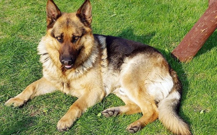 Zbiórka Operacja dla Alexa - zdjęcie główne