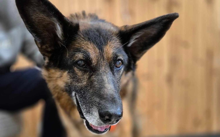 Zbiórka Zostań bohaterem Dylana - zdjęcie główne