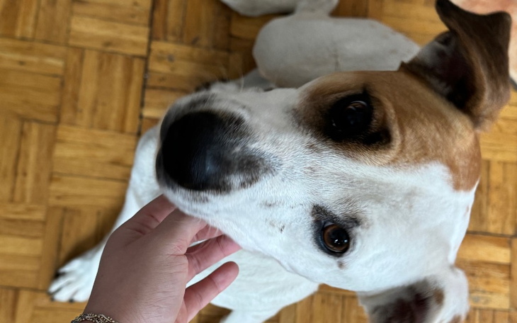 Zbiórka Pomóż mi zatrzymać Łatkę - zdjęcie główne