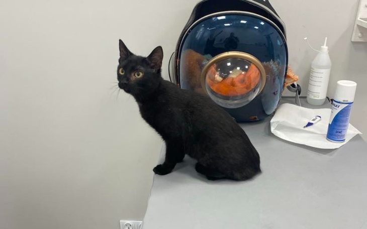 Zbiórka Operacja łapki Koksika - zdjęcie główne