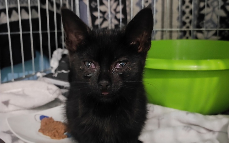 Zbiórka Kocie dziecko prosi o życie - zdjęcie główne