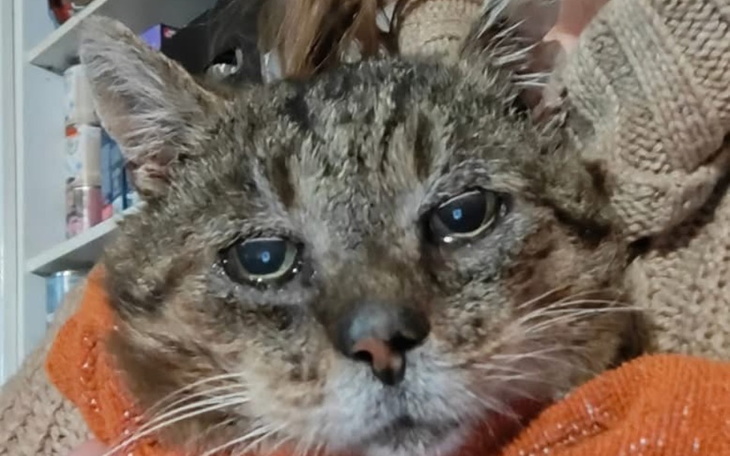 Kot z wyrazem twarzy, wyglądający na zmartwionego.