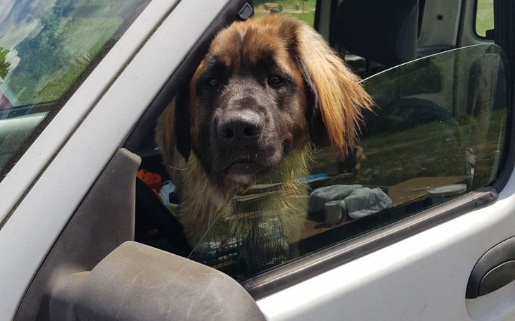 Zbiórka Na psiowóz dla Psilądka Nadziei - zdjęcie główne