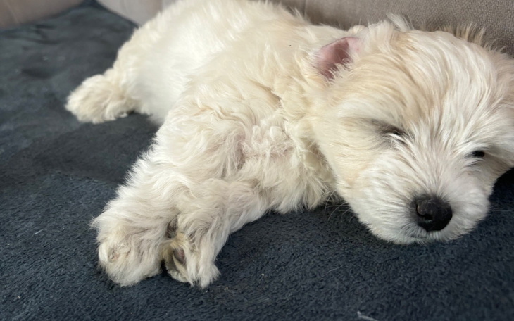 Mały szczeniak śpiący na miękkim kocu.