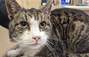 Zbiórka Leczenie kotów św.p. Jana - miniaturka zdjęcia