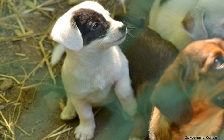 Zbiórka Dla Zakochanych Kundelków - zdjęcie główne