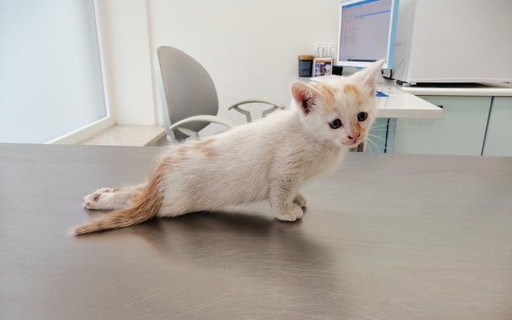 Zbiórka Pomóżmy Rysiowi stanąć na łapki! - zdjęcie główne