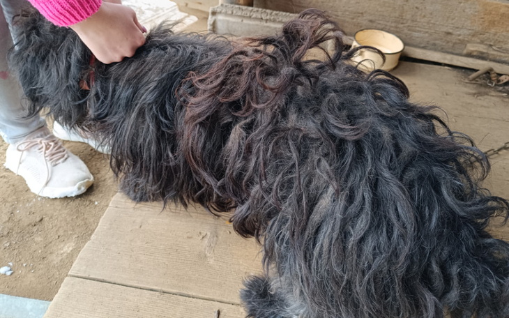 Pies z długim, kręconym futrem, głaskany przez dziecko.