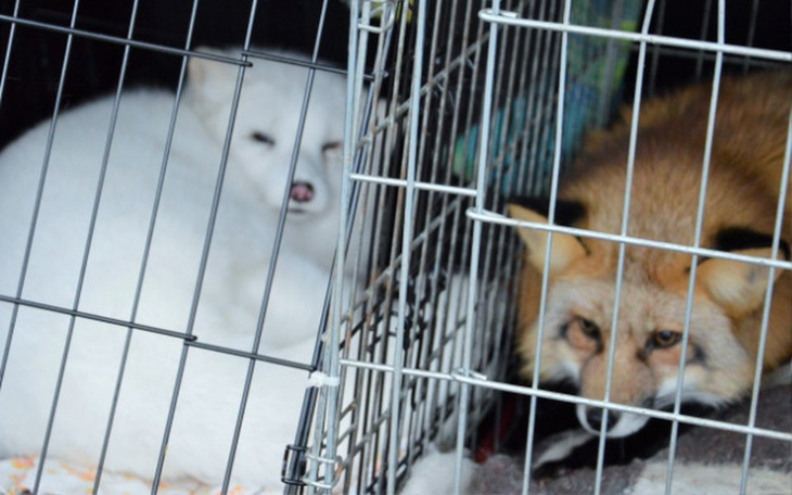 Zbiórka Budujemy oazę dla lisów - zdjęcie główne