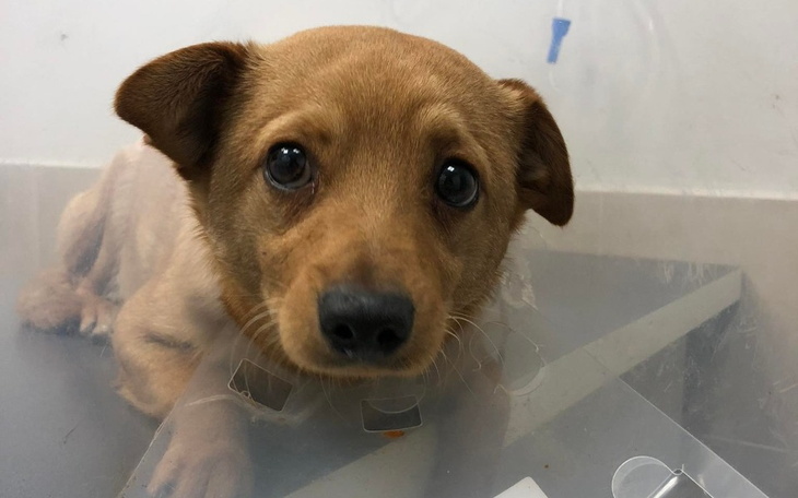 Zbiórka Misia,Sunia, Azorek w potrzebie - zdjęcie główne