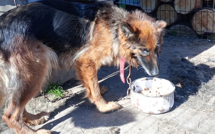 Owczarek niemiecki jedzący z miski na łańcuchu.