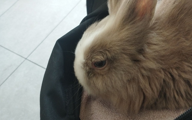 Królik o jasnym futrze, spokojnie siedzący na czarnej tkaninie.