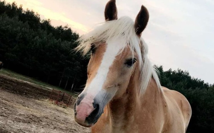 Zbiórka leczenie operacyjne klaczy Sofii - zdjęcie główne