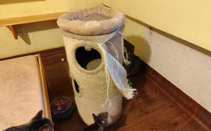 Zbiórka Drapak, azyl dla kotów nieufnych - zdjęcie główne