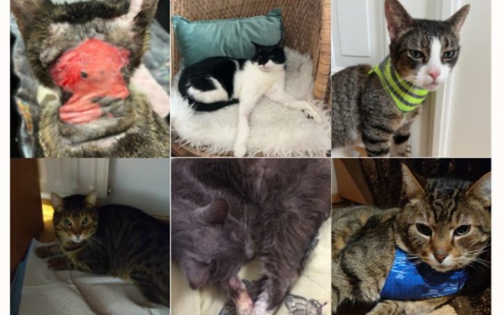 Zbiórka Kotom na ratunek - zdjęcie główne