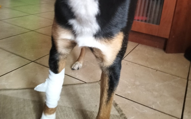 Zbiórka Na operację łapki dla Jerrego - zdjęcie główne