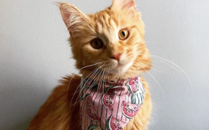 Zbiórka FIPmaniek - zdjęcie główne