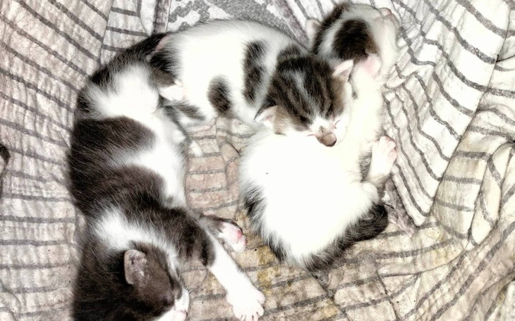 Zbiórka Ocalona kocia rodzina - zdjęcie główne