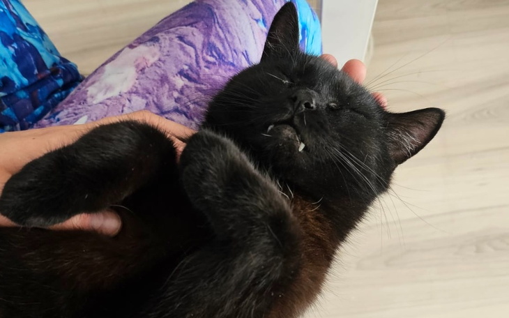 Zbiórka Ratunek dla Minia - zdjęcie główne