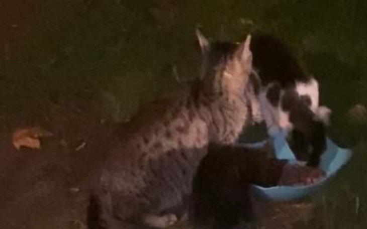 Dwa koty jedzące z miski na trawie w nocy.