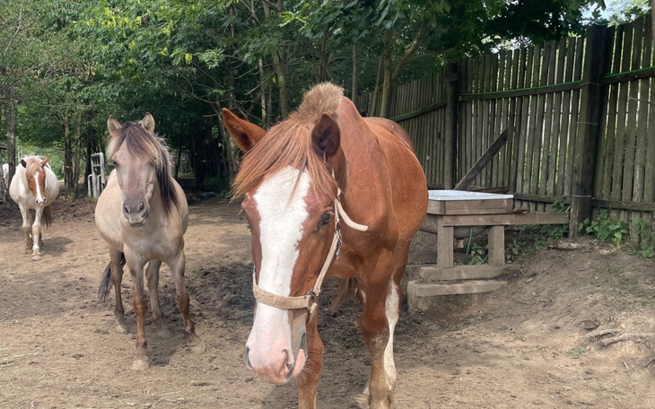 Dwa konie w stajni, jedno z nich z bliska, w tle drzewa.