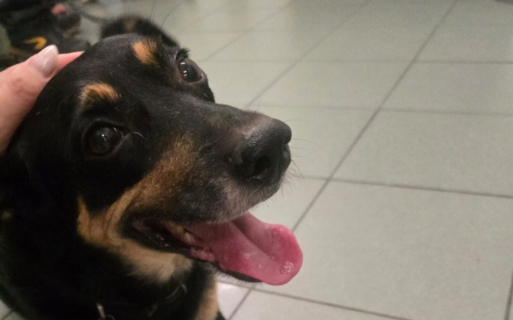 Szczęśliwy pies z uśmiechem, głaskany przez właściciela.