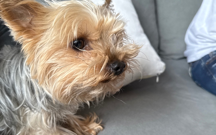 Mały piesek rasy yorkshire terrier, z ciekawym spojrzeniem.