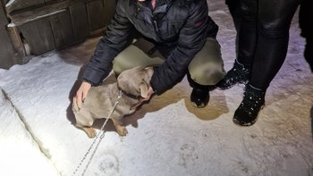 Zbiórka Transport szczeniaka z łańcucha - miniaturka zdjęcia