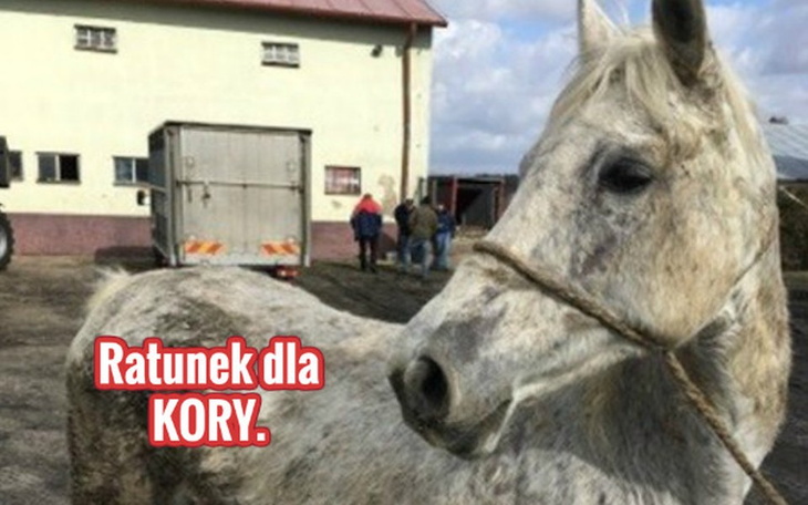 Zbiórka Ratunek dla Kory. - zdjęcie główne