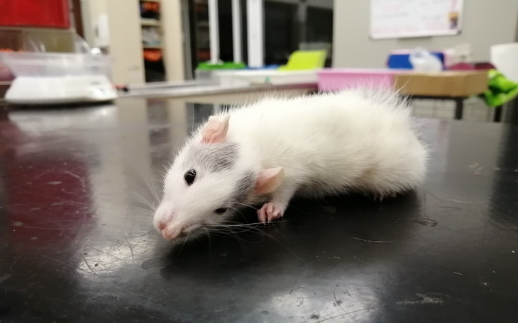 Zbiórka Szczury z Ferajny - Leczenie - zdjęcie główne