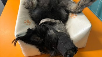 Zbiórka Aria młodziutka sunia po wypadku - miniaturka zdjęcia