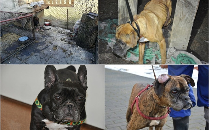 Zbiórka Koszmar skrzywdzonych bokserów - zdjęcie główne