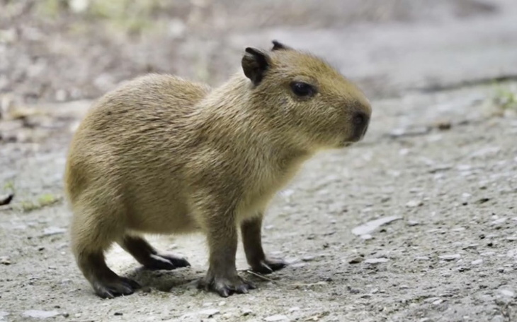 Zbiórka kapibar - zdjęcie główne