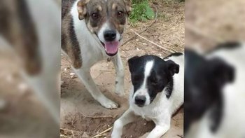 Zbiórka Mamy mało czasu, pilna pomoc - miniaturka zdjęcia