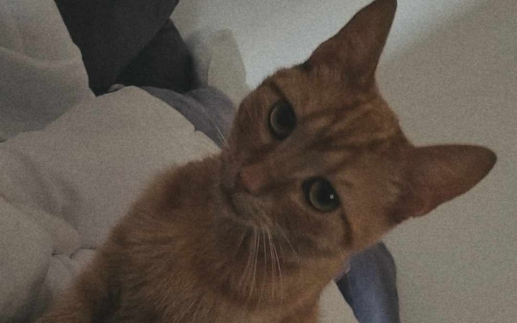 Zbiórka Operacja nóżki Garfielda - zdjęcie główne