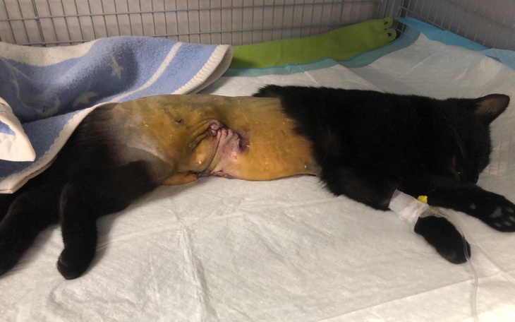 Czarny kot po operacji, odpoczywający na łóżku.