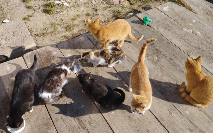 Grupa kotów bawiących się na drewnianym podłożu.