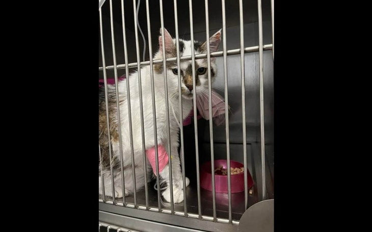 Kot w klatce, z opatrunkiem na łapie, wygląda na smutnego.