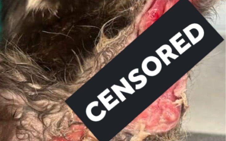 Zbiórka Zbiórka na poturbowaną kotkę - zdjęcie główne